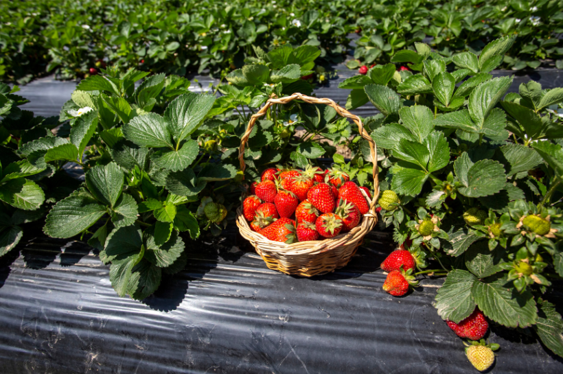 strawberries