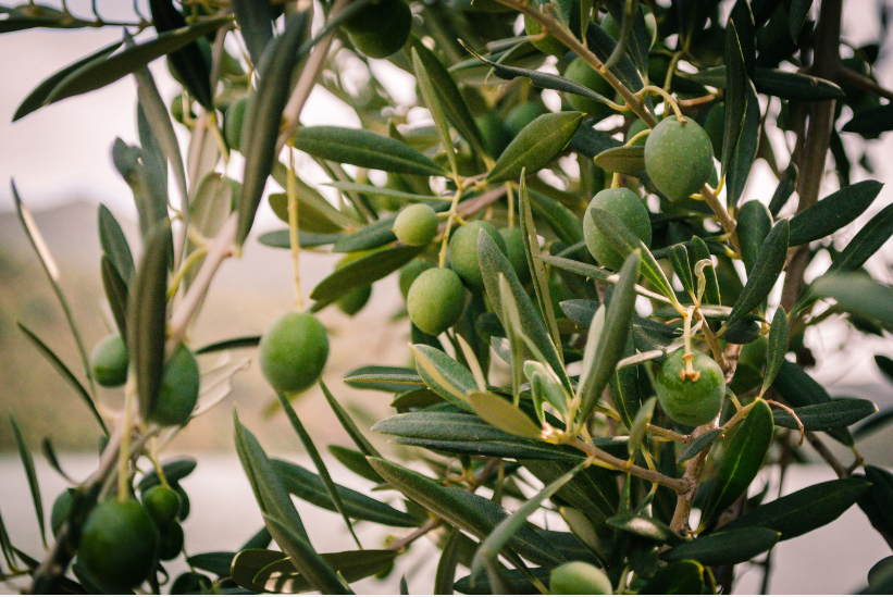 greek style garden in sacramento with olive tree