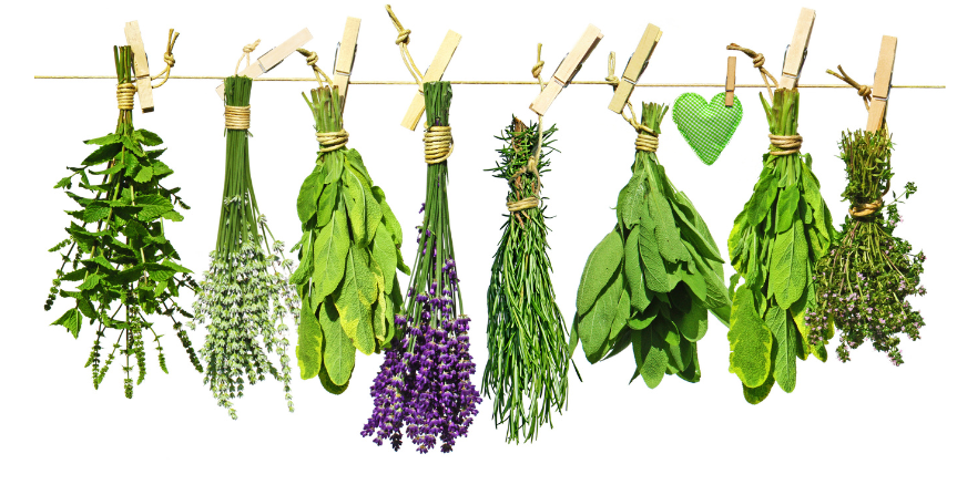 5 Easy Herbs You Can Grow on Your Kitchen Countertop