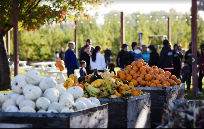 daves pumpkin patch produce