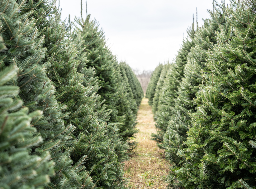 christmas tree farm in sacramento