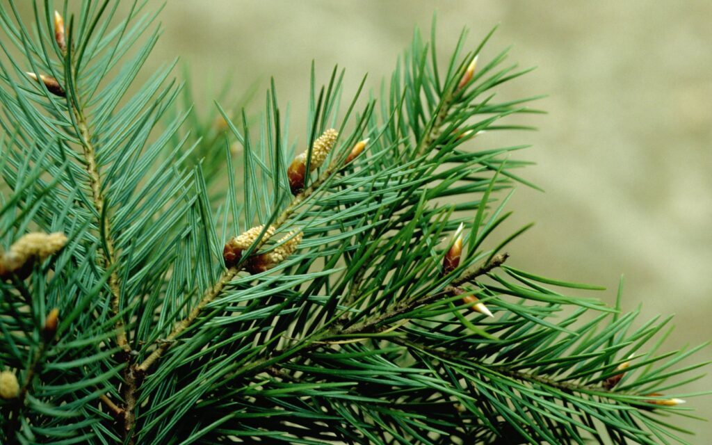 douglas fir christmas tree