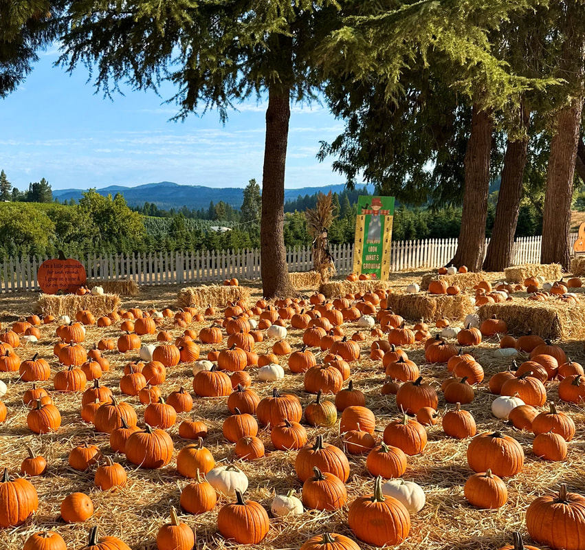 pumpkin patch in apple hill placerville ca