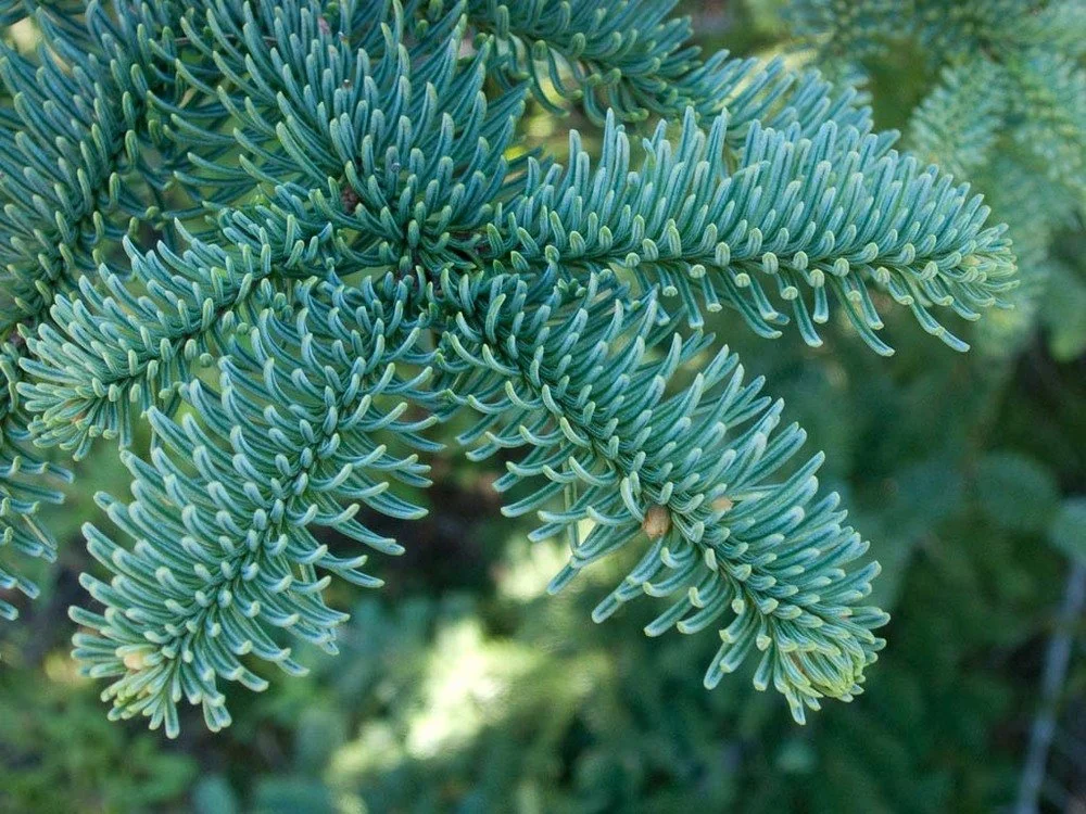 noble fir christmas tree