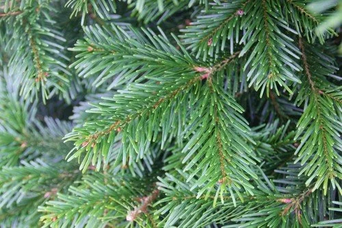 nordman fir christmas tree