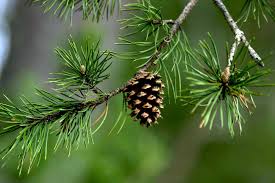 pine fir christmas tree