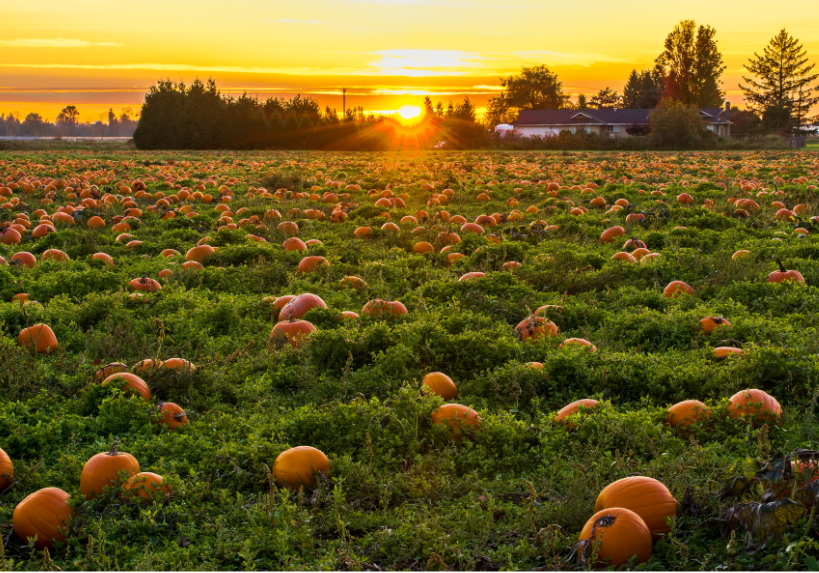 pumpkin patch in sacramento