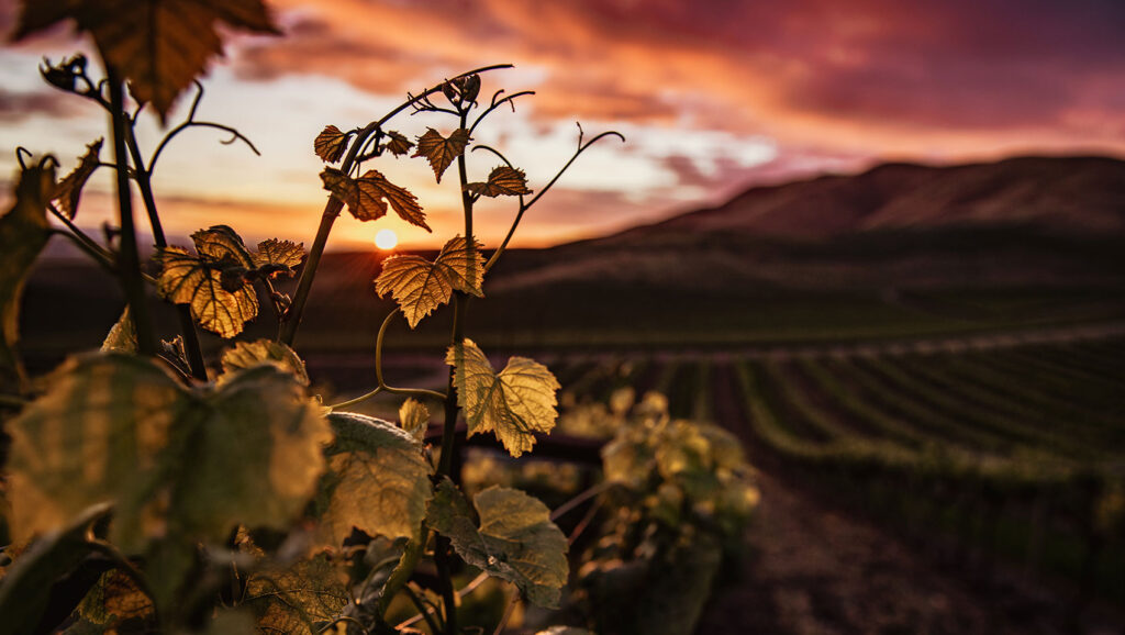 wine country ca